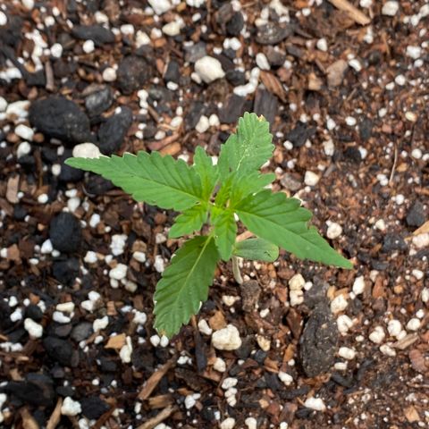 Purple Kush  growlog timeline photo