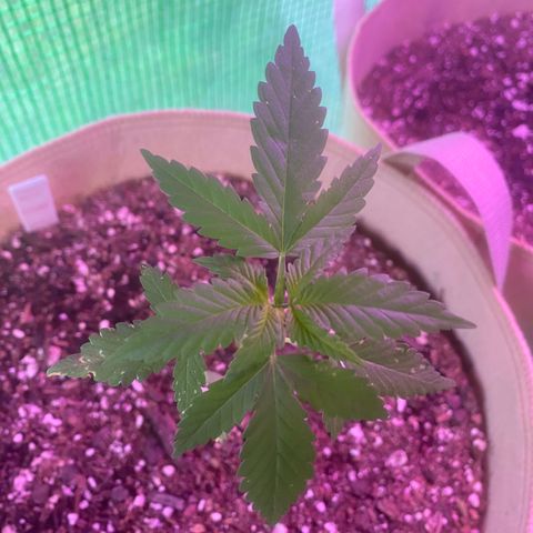 Purple Kush  growlog timeline photo