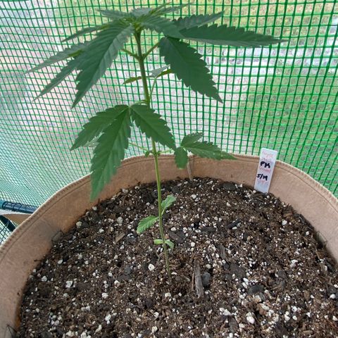 Purple Kush  growlog timeline photo