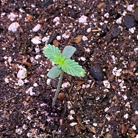 Purple Kush  growlog timeline photo