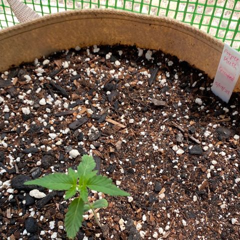 Purple Kush  growlog timeline photo