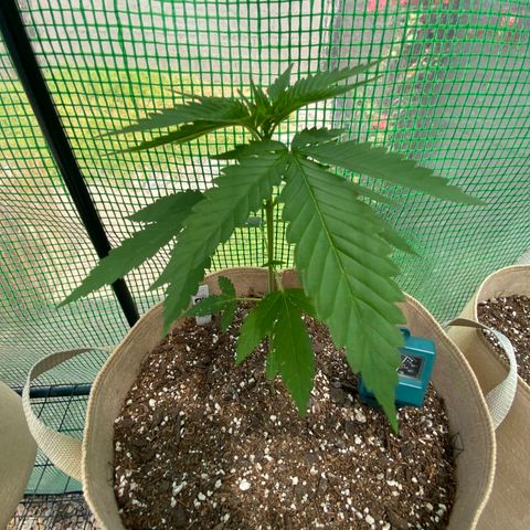 Purple Kush  growlog timeline photo