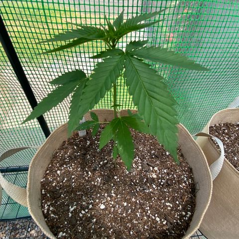 Purple Kush  growlog timeline photo