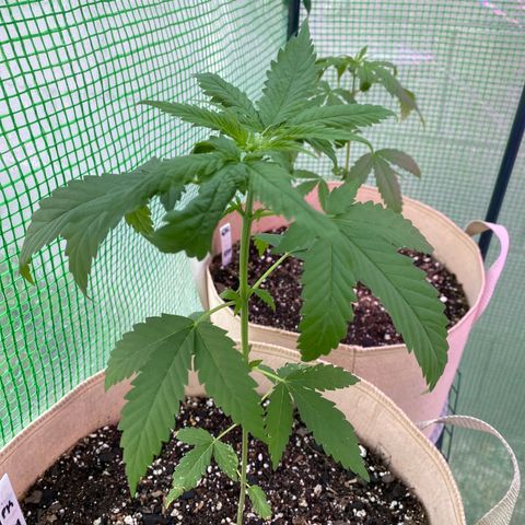 Purple Kush  growlog photo:  Leaf irregularity began yesterday, possibly following use of insecticidal soap the night before. 
