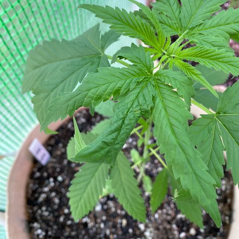 Purple Kush  growlog photo:  Leaf irregularity began yesterday, possibly following use of insecticidal soap the night before. 