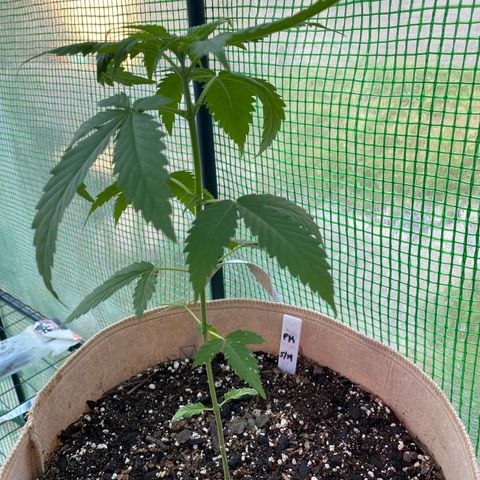 Purple Kush  growlog timeline photo