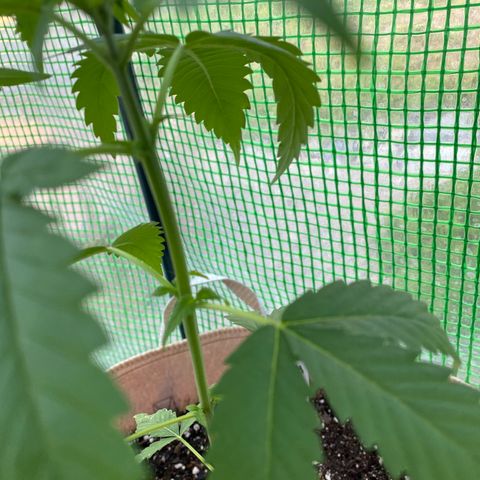 Purple Kush  growlog timeline photo