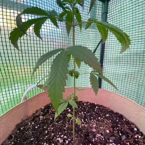 “Big” Girl Scout Cookies  growlog photo:  Somewhat strange leaf climbing began last night and continued today after watering Friday and using insecticidal soap Thursday. 