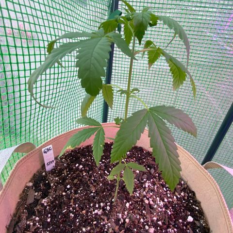 “Big” Girl Scout Cookies  growlog photo:  Somewhat strange leaf climbing began last night and continued today after watering Friday and using insecticidal soap Thursday. 