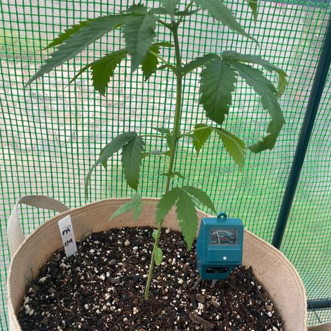 Purple Kush  growlog photo:  Still having leaf curling issues after giving water with pH down last night. Possible signs of pest infestation. 
