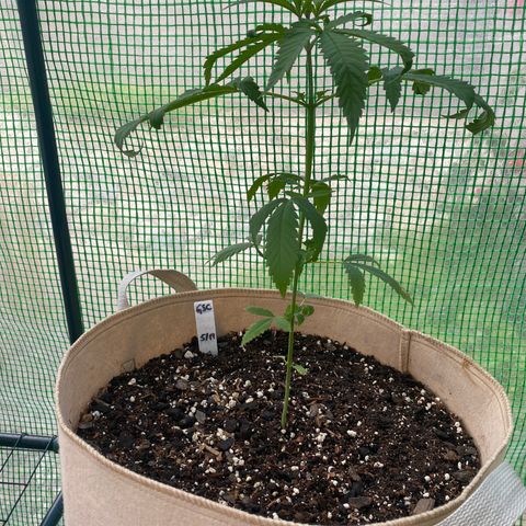 “Big” Girl Scout Cookies  growlog photo:  Leaves still cooling following watering last night with pH down. 