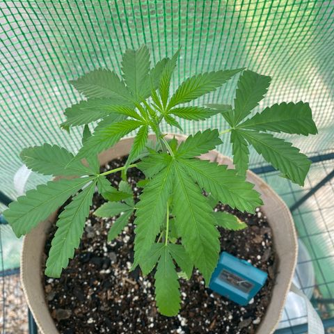 “Big” Girl Scout Cookies  growlog timeline photo