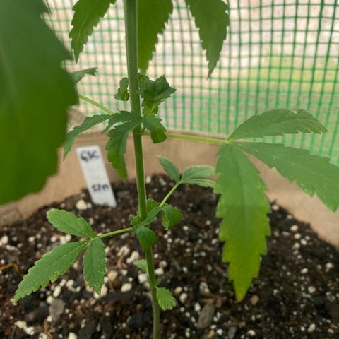 “Big” Girl Scout Cookies  growlog timeline photo