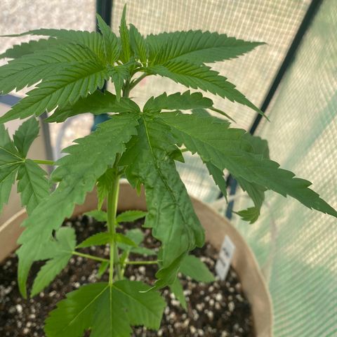 Purple Kush  growlog timeline photo