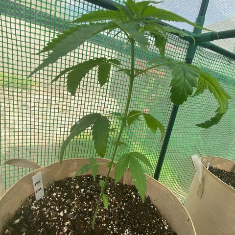 Purple Kush  growlog timeline photo