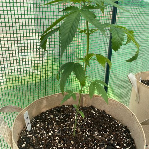 Purple Kush  growlog timeline photo