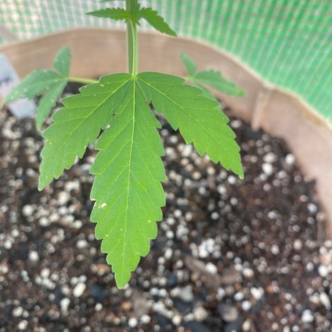 Purple Kush  growlog timeline photo