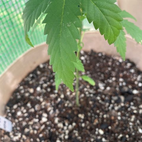 Purple Kush  growlog timeline photo
