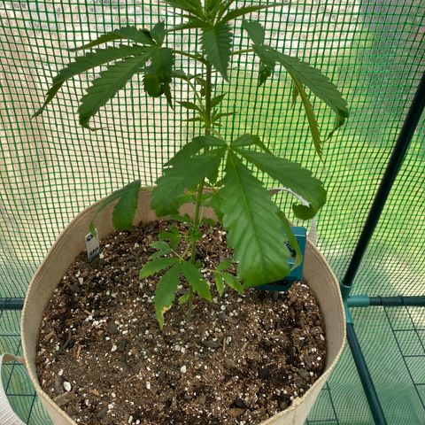 “Big” Girl Scout Cookies  growlog timeline photo