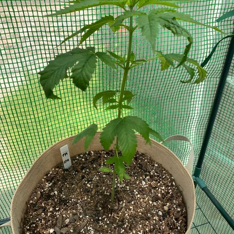 Purple Kush  growlog timeline photo