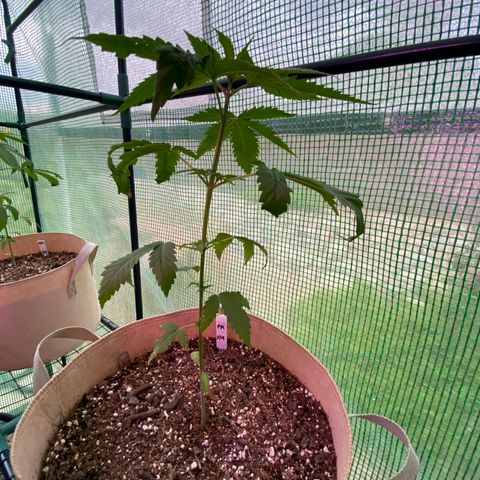 Purple Kush  growlog timeline photo
