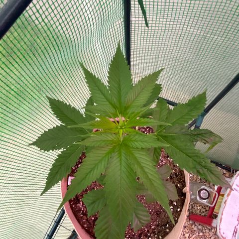 Purple Kush  growlog timeline photo