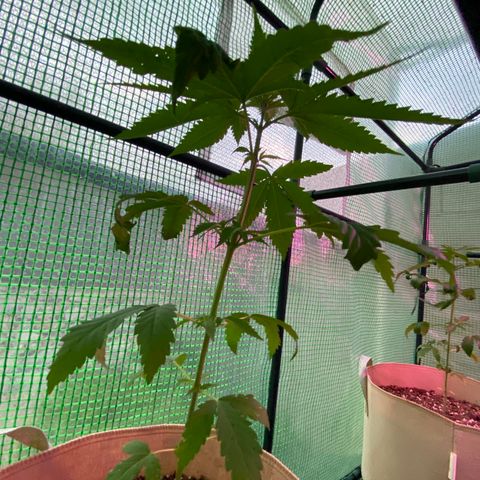 Purple Kush  growlog timeline photo