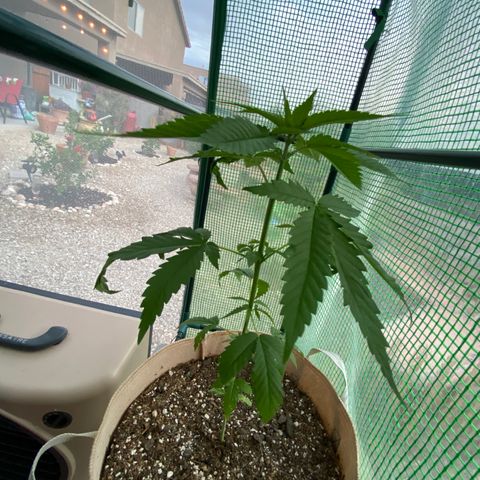 Purple Kush  growlog timeline photo