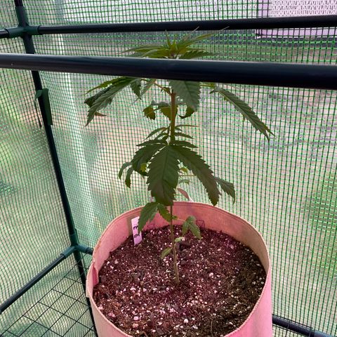 Purple Kush  growlog timeline photo
