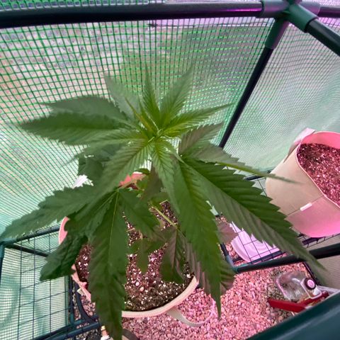 Purple Kush  growlog timeline photo