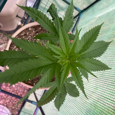 Purple Kush  growlog timeline photo