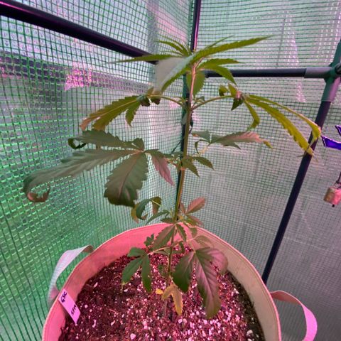 “Big” Girl Scout Cookies  growlog timeline photo
