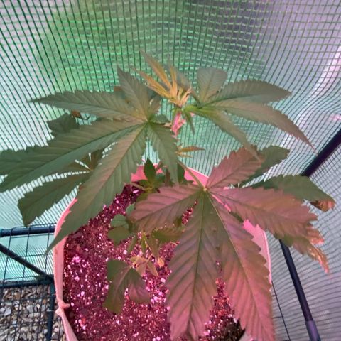 “Big” Girl Scout Cookies  growlog timeline photo
