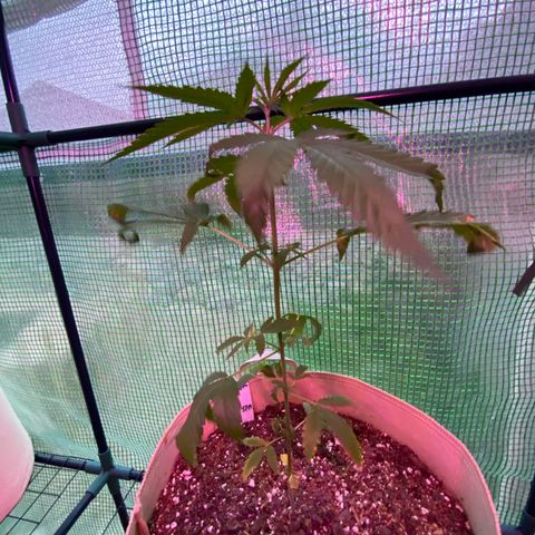 “Big” Girl Scout Cookies  growlog timeline photo