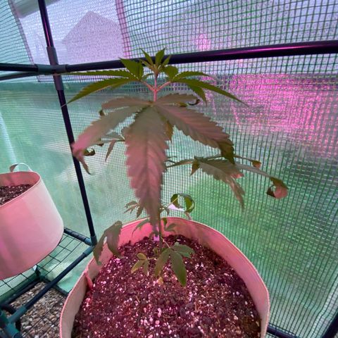 “Big” Girl Scout Cookies  growlog timeline photo