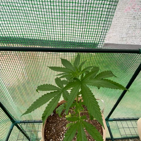 “Big” Girl Scout Cookies  growlog timeline photo