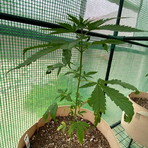 “Big” Girl Scout Cookies  growlog timeline photo