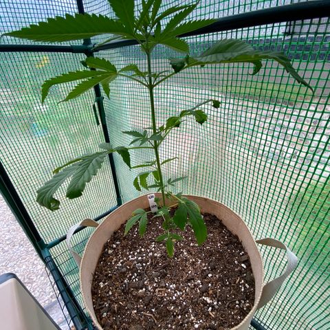 “Big” Girl Scout Cookies  growlog timeline photo