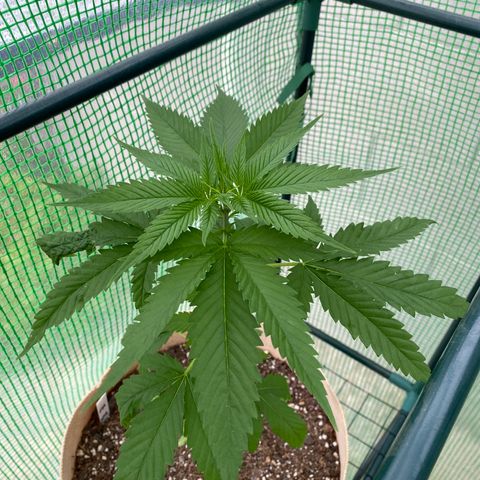 Purple Kush  growlog timeline photo