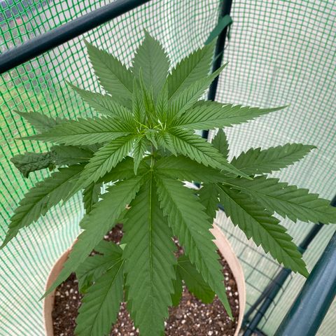 Purple Kush  growlog timeline photo