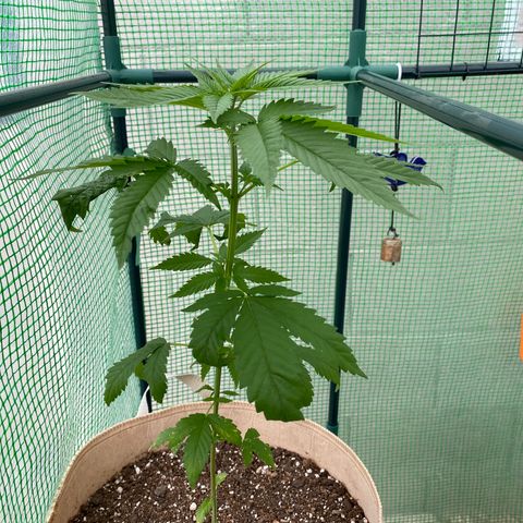Purple Kush  growlog timeline photo