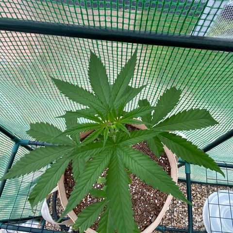 “Big” Girl Scout Cookies  growlog timeline photo