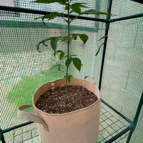 Purple Kush  growlog timeline photo