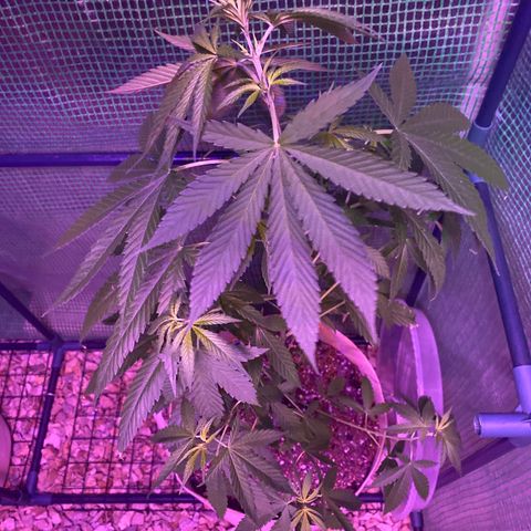 “Big” Girl Scout Cookies  growlog timeline photo