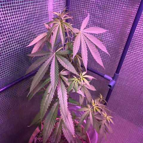 “Big” Girl Scout Cookies  growlog timeline photo