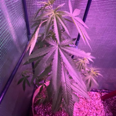 “Big” Girl Scout Cookies  growlog timeline photo