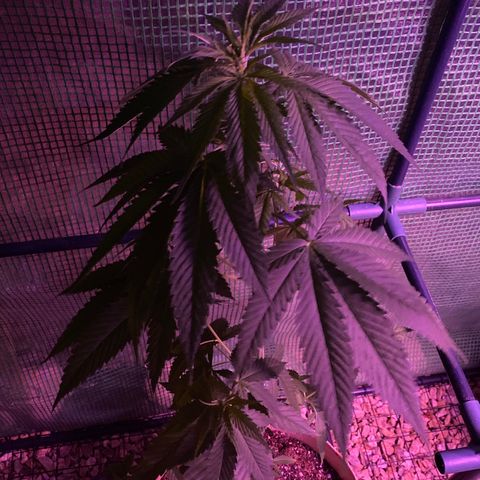 Purple Kush  growlog timeline photo