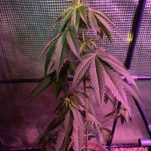 Purple Kush  growlog timeline photo