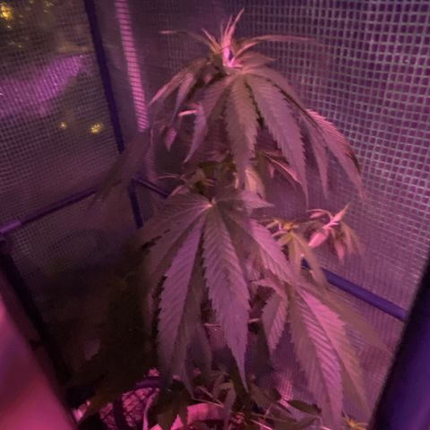 Purple Kush  growlog timeline photo