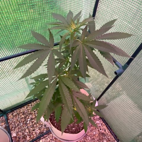“Big” Girl Scout Cookies  growlog timeline photo